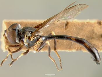 Media type: image;   Entomology 22222 Aspect: habitus lateral view